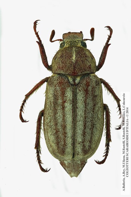 Anoxia matutinalis moltonii, maschio